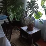 Монстера- красивое комнатное растение,  прекрасно украсит ваш дом или о